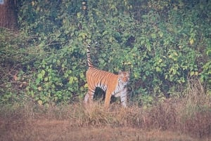 From Jaipur: 2-Day Ranthambore Tiger Safari with tranfers