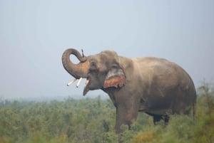 From Jaipur: 2-Day Ranthambore Tiger Safari with tranfers