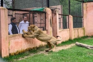 From Jaipur: 2-Day Ranthambore Tiger Safari with tranfers