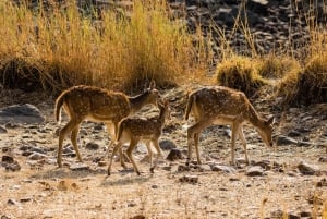From Jaipur: 2-Day Ranthambore Tiger Safari with tranfers