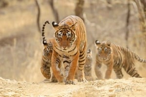 From Jaipur: 2-Day Ranthambore Tiger Safari with tranfers