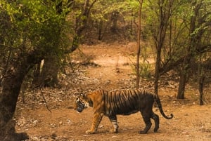 From Jaipur: 2-Day Ranthambore Tiger Safari with tranfers
