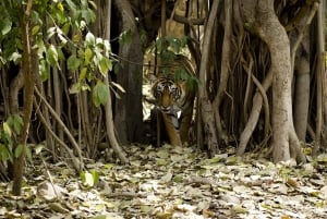 From Jaipur: 2-Day Ranthambore Tiger Safari with tranfers