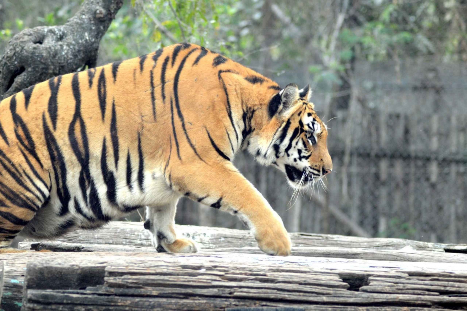 Da Jaipur : Tour di 1 giorno e 1 notte con safari della tigre di Ranthambore