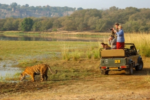 Vanuit Jaipur : 2 Dagen 1 Nacht Ranthambore Tijgersafari Tour