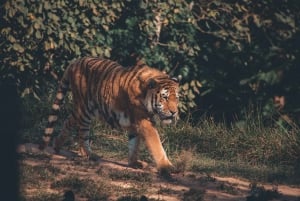 Au départ de Jaipur : 2 jours et 1 nuit de safari des tigres de Ranthambore