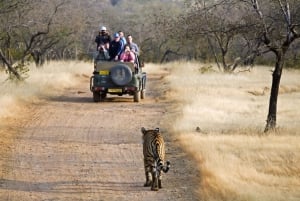 Från Jaipur: 2 dagar 1 natt Ranthambore Tiger Safari Tour