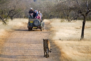 Vanuit Jaipur : 2 Dagen 1 Nacht Ranthambore Tijgersafari Tour