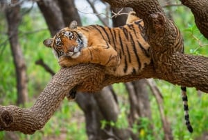 Z Jaipur: 2 dni 1 noc Ranthambore Tiger Safari Tour