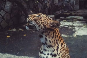 Jaipurista : 2 päivää 1 yö Ranthambore Tiger Safari Tour