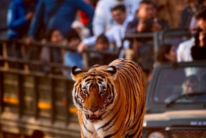 From Jaipur : 2 Days 1 Night Ranthambore Tiger Safari Tour