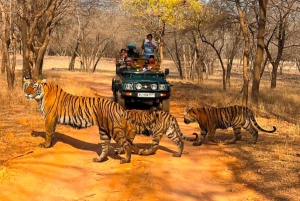 From Jaipur : 2 Days 1 Night Ranthambore Tiger Safari Tour