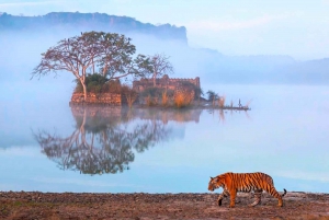 From Jaipur : 2 Days 1 Night Ranthambore Tiger Safari Tour