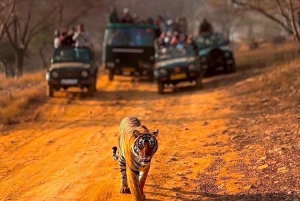 From Jaipur : 2 Days 1 Night Ranthambore Tiger Safari Tour