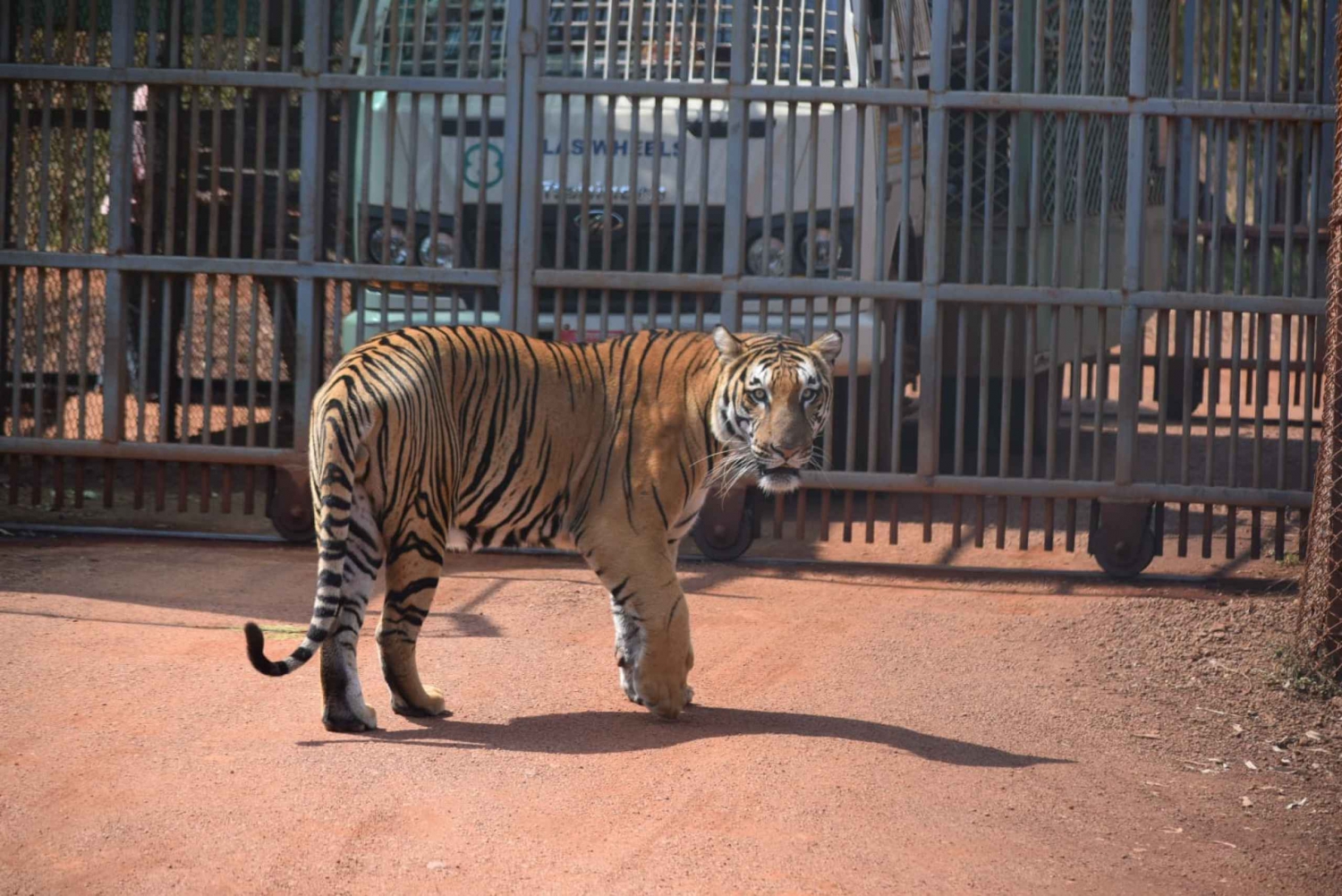Fra Jaipur : 2 dagers Ranthambore tigersafari i bil
