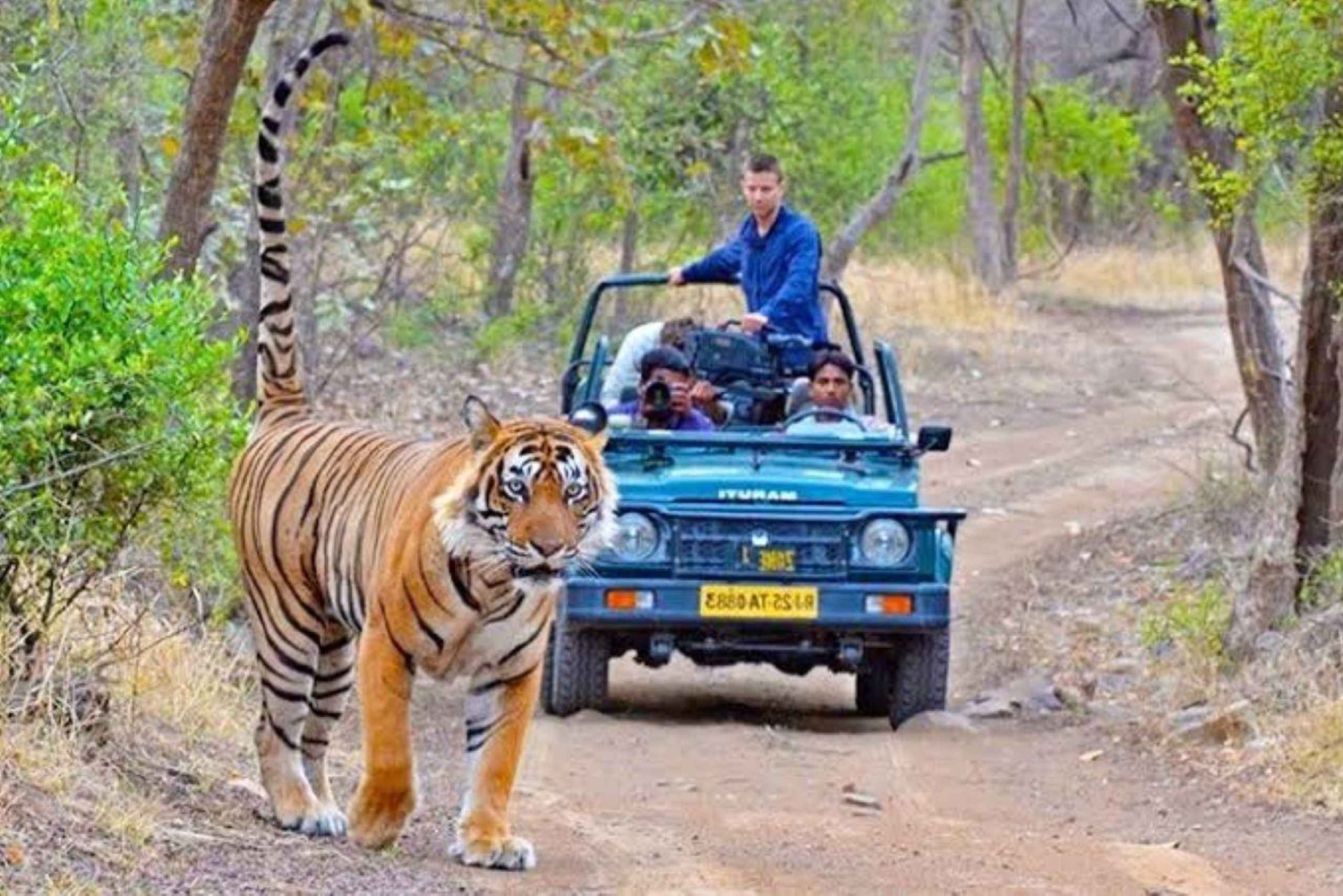 Visite d'une journée tout compris au safari des tigres de Ranthambore depuis Jaipur