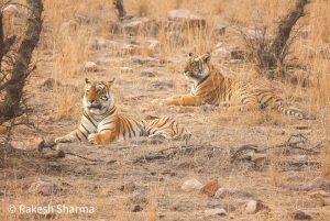 Visite d'une journée tout compris au safari des tigres de Ranthambore depuis Jaipur