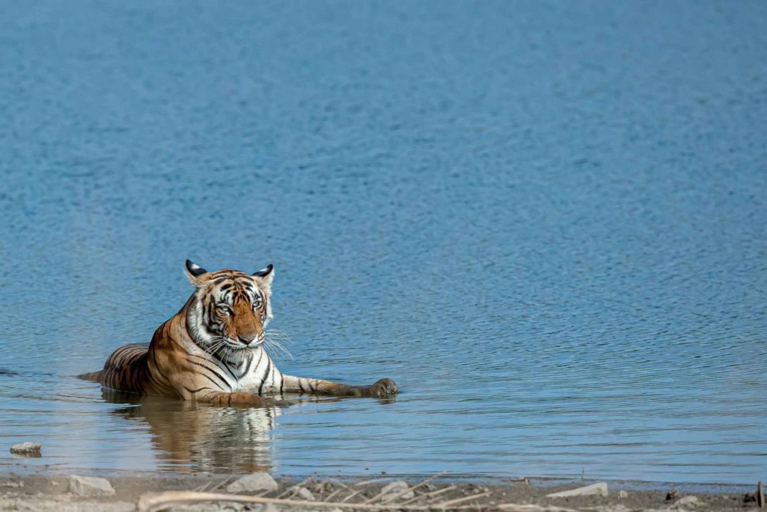 Depuis Jaipur : Excursion d'une journée à Ranthambore avec Tiger Safari