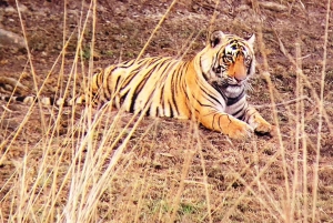 From Jaipur: Guided Ranthambore National Park Tour & Safari