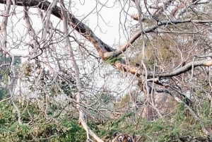 From Jaipur: Guided Ranthambore National Park Tour & Safari