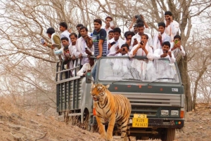 Fra Jaipur: Jhalana Leopard og Ranthambore Tiger Safari Tour