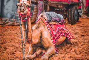 Depuis Jaipur : Excursion d'une journée de Jaipur à Pushkar