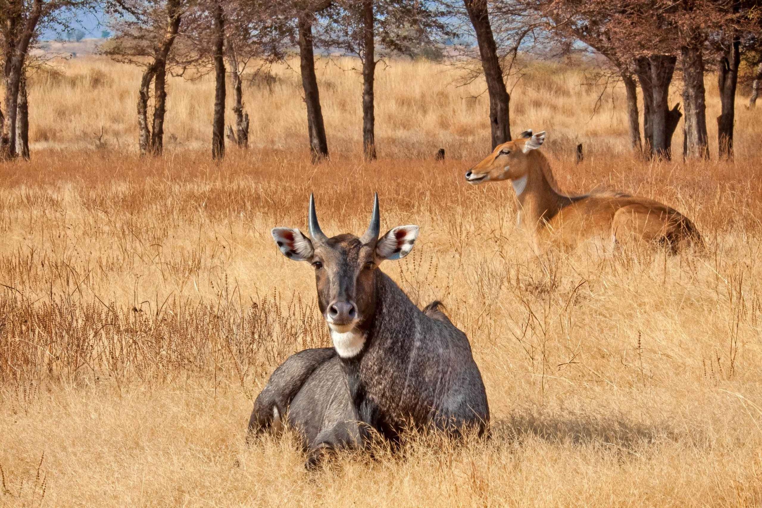 Från Jaipur: Dagsutflykt till Ranthambore Tiger Safari