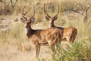 Från Jaipur: Dagsutflykt till Ranthambore Tiger Safari