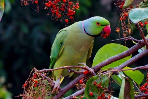 Från Jaipur: Dagsutflykt till Ranthambore Tiger Safari