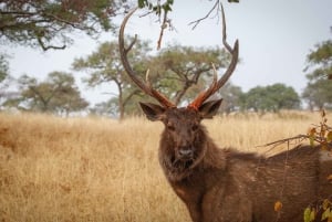 Från Jaipur: Dagsutflykt till Ranthambore Tiger Safari