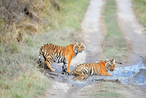 Från Jaipur: Dagsutflykt till Ranthambore Tiger Safari