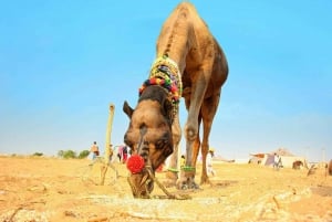 Vanuit Jaipur : Privé Ajmer Pushkar Tour per taxi