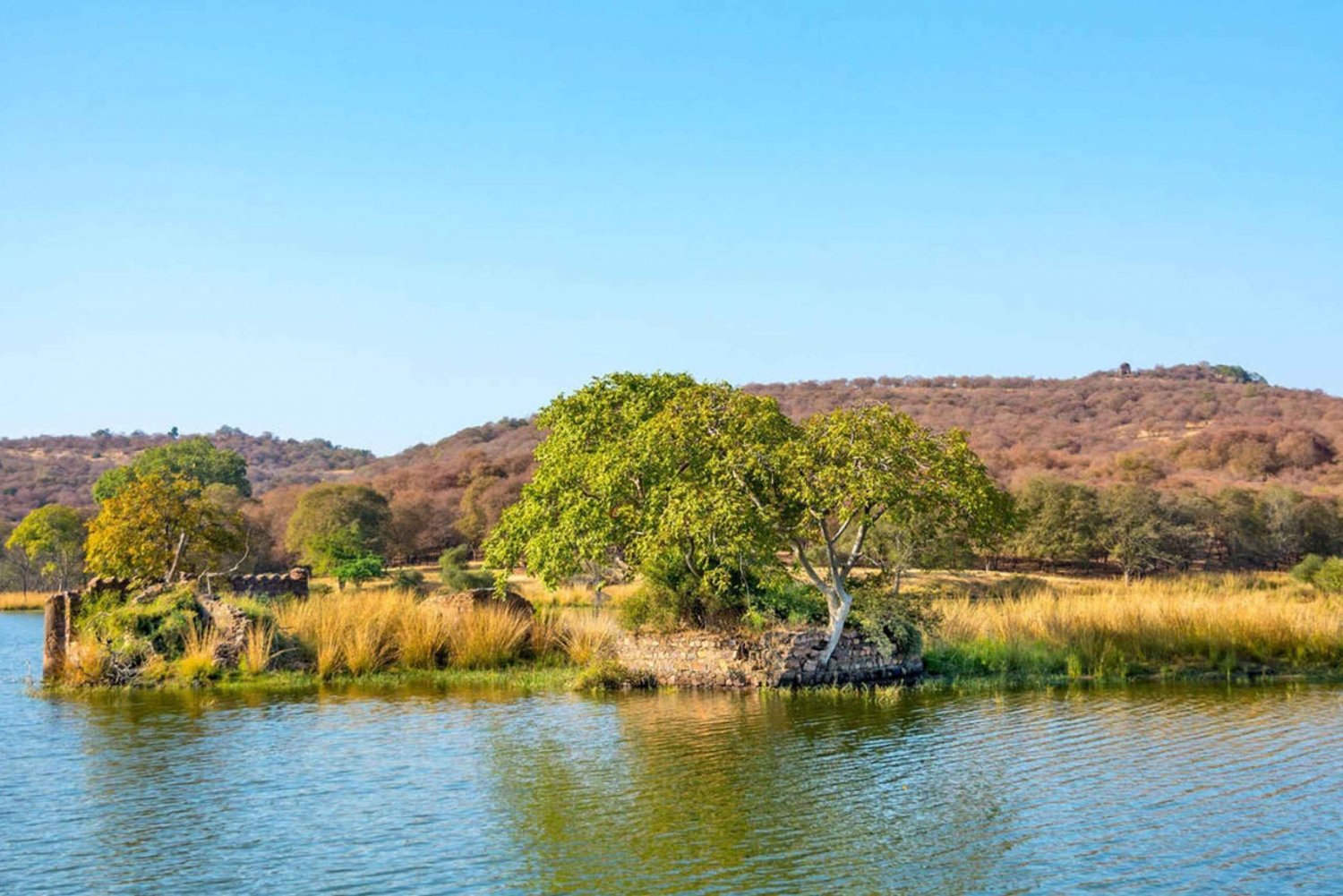 From Jaipur: Private Guided Ranthambore Tour with Cab