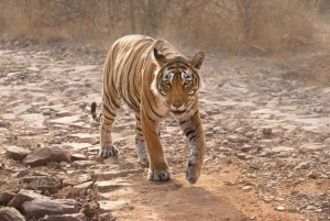 From Jaipur: Private Guided Ranthambore Tour with Cab
