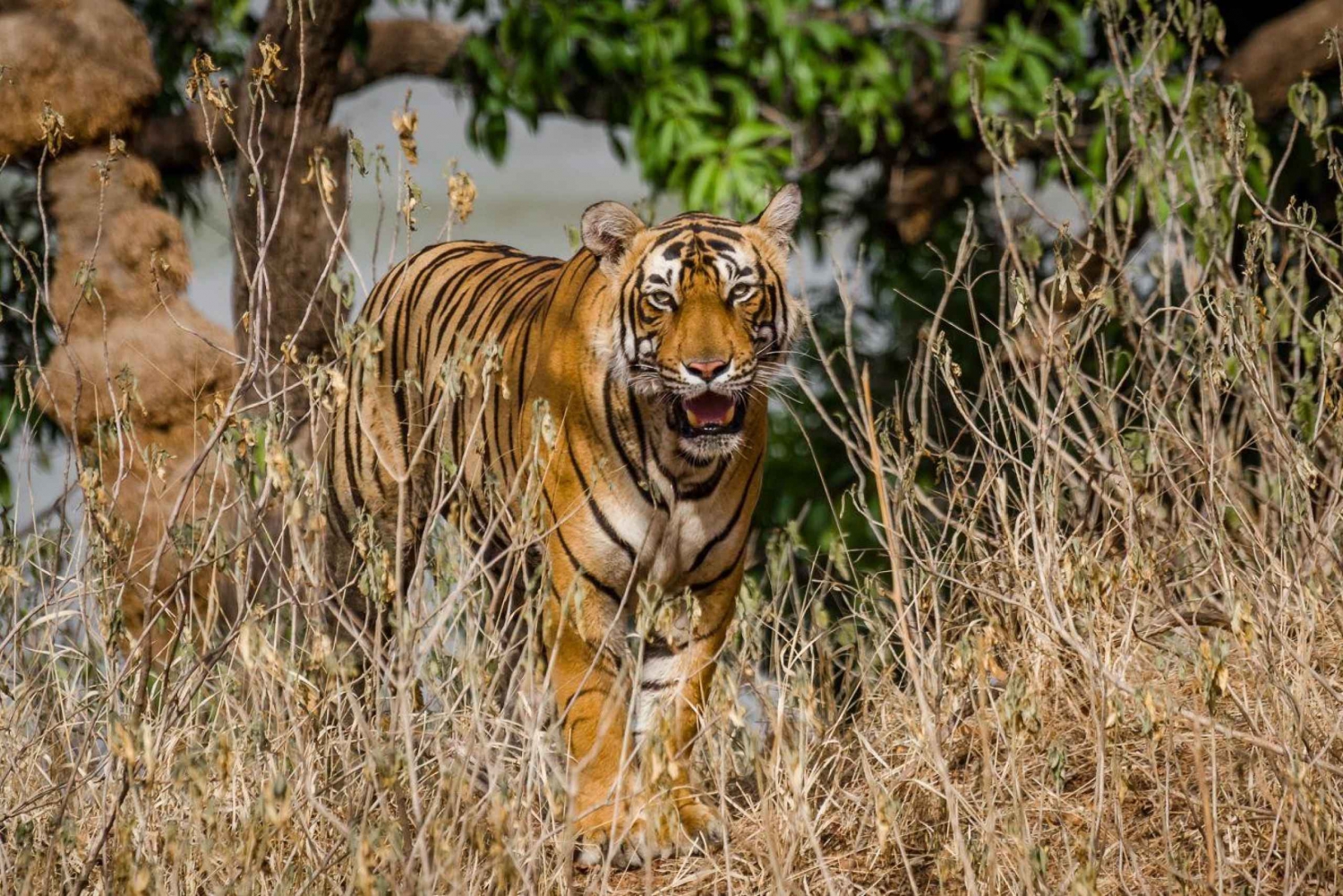 Vanuit Jaipur: Privé dagtrip Ranthambore met tijgersafari
