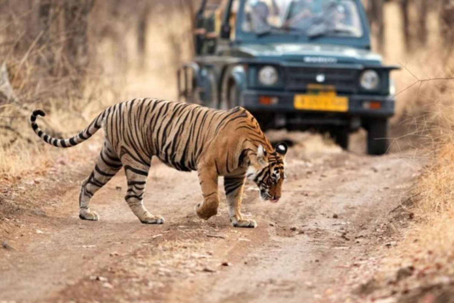 De Jaipur: Viagem particular de 1 dia a Ranthambore com safári de tigre