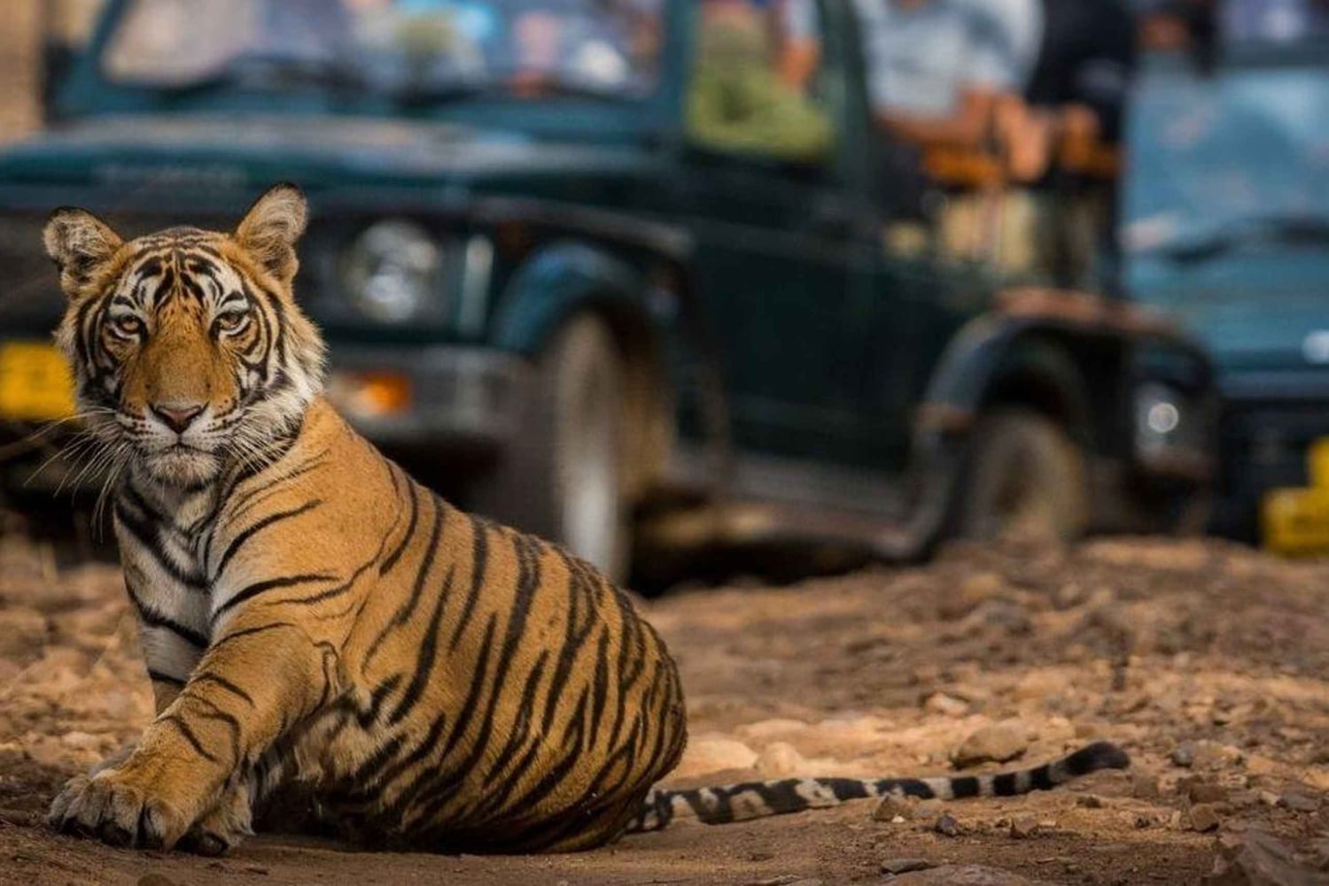 ジャイプール発：タイガー サファリ付きプライベート ランタンボール日帰り旅行
