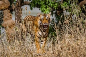 Vanuit Jaipur: Privé dagtrip Ranthambore met tijgersafari