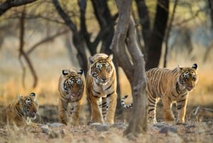Vanuit Jaipur: Privé dagtrip Ranthambore met tijgersafari