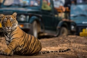 Vanuit Jaipur: Privé dagtrip Ranthambore met tijgersafari