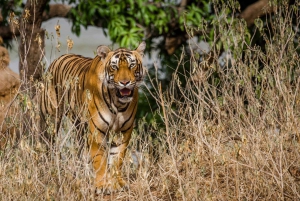 ジャイプール発：タイガー サファリ付きプライベート ランタンボール日帰り旅行