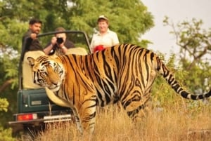 From Jaipur: Private Ranthambore Park Trip with Tiger Safari