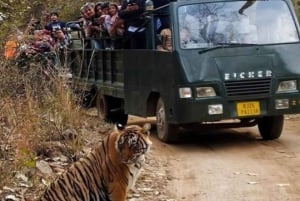 Vanuit Jaipur: Privé Ranthambore Park Trip met Tijgersafari
