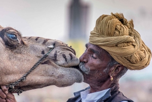 Vanuit Jaipur: Pushkar en Ajmer Privé Dagtrip