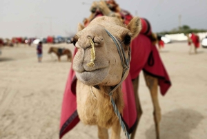 Vanuit Jaipur: Pushkar en Ajmer Privé Dagtrip