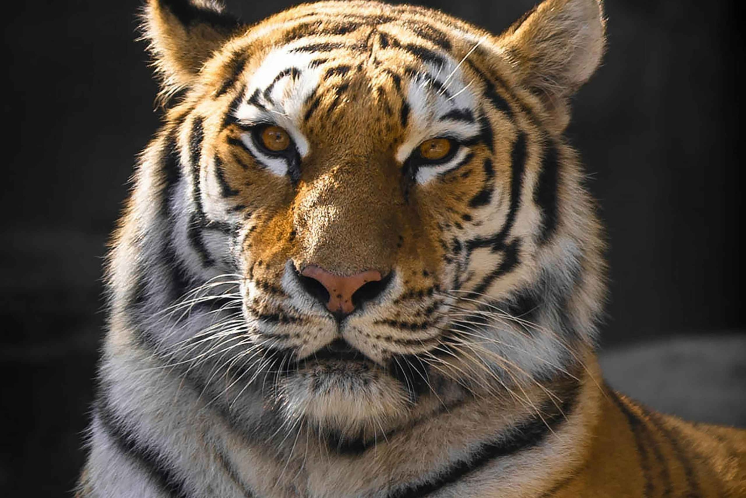 Depuis Jaipur : visite du Rajasthan et safari à Ranthambore