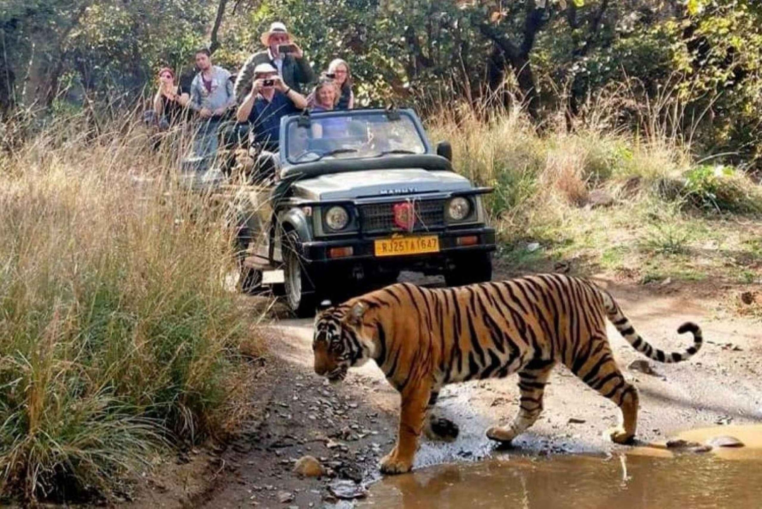 Z Jaipur: wycieczka 1-dniowa do Parku Narodowego Ranthambore z safari