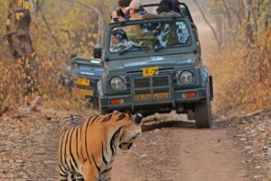 From Jaipur: Guided Ranthambore National Park Tour & Safari