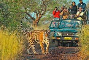 From Jaipur: Ranthambore National Park Day Trip with Safari