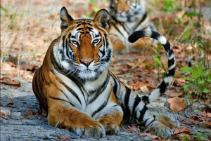 Fra Jaipur: Ranthambore Nationalpark Dagsudflugt med Safari
